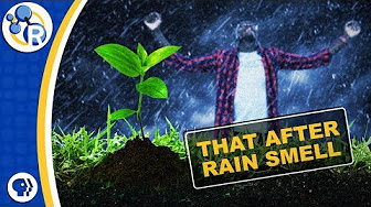What's That After-Rain Smell Made Of? image